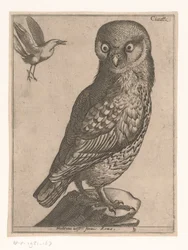 Little Owl (Negen Vogels)