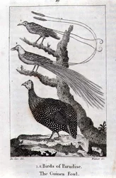 Birds of Paradise and a Guinea Fowl, from 