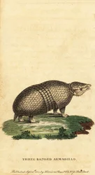 Brazilian Three-Banded Armadillo, Tolypeutes tricinctus (engraving)