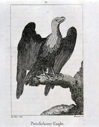 Pondicherry Eagle, from 