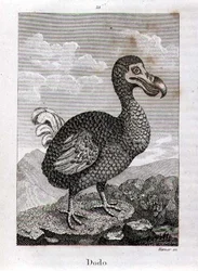The Dodo, from 