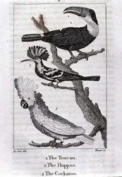 The Toucan, the Hoopoe and the Cockatoo, from 