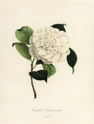 Camellia japonica variety, Camellia delicatissima