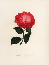 Camellia Japonica Variety, Camellia myrthyfolia