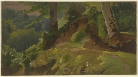 Inside a Forest