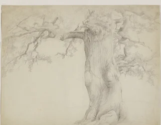 Old tree