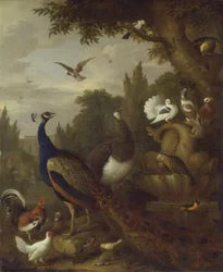 Peacock, Peahen, Parrots, Canary, and Other Birds in a Park