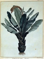 Banana (Journey to Nubia and Abyssinia)