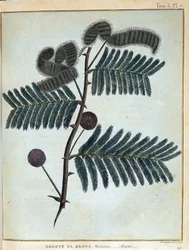 Ergett el Krone, mimosa - acacia - in Journey in Nubia and Abyssinia undertaken to discover the sources of the Nile during the years 1768 a 1772, by James Bruce, vol. 1, Paris