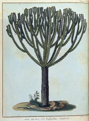 Kol-quall (Kol quall), euphorbia (cactus) - in Journey to Nubia and Abyssinia undertaken to discover the sources of the Nile during the years 1768 to 1772, by James Bruce, vol. 1, Paris