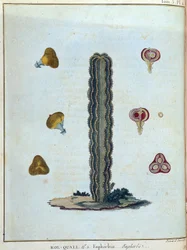 Kol-quall (Kol quall), euphorbia (cactus) - in “Journey to Nubia and Abyssinia undertaken to discover the sources of the Nile during the years 1768 to 1772”, by James Bruce, vol. 1, Paris
