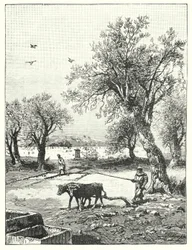 Plowing in a Vineyard
