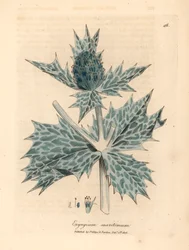 Blue flowered sea holly or eryngo, Eryngium maritinum, from 