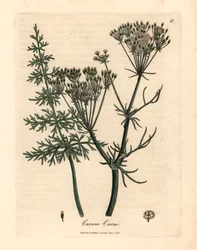 Common Caraway, from 