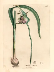 Common cultivated garlic, Allium sativum, from a botanical illustration by James Sowerby from William Woodville and Sir William Jackson Hooker