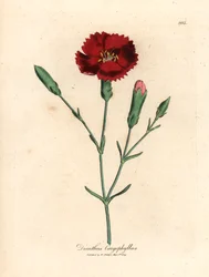 Crimson carnation, clove pink, Dianthus caryophyllus, from a botanical illustration by James Sowerby from William Woodville and Sir William Jackson Hooker