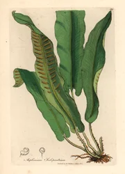 Harts-tongue fern, Asplenium scolopendrium, from a botanical illustration by James Sowerby from William Woodville and Sir William Jackson Hooker