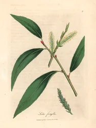 Leaves and catkins of the crack willow tree, Salix fragilis, from a botanical illustration by James Sowerby from William Woodville and Sir William Jackson Hooker