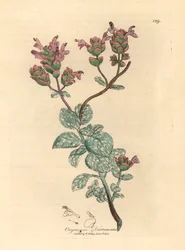Lilac Flowered Dittany of Crete, Origanum Dictamnus, from a Botanical Illustration by James Sowerby from William Woodville and Sir William Jackson Hooker