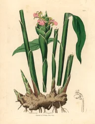 Narrow leaved ginger, Zingiber officinale, from a botanical illustration by James Sowerby from William Woodville and Sir William Jackson Hooker