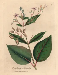 Pink flowered Peruvian bark tree, Cinchona officinalis, from a botanical illustration by James Sowerby from William Woodville and Sir William Jackson Hooker