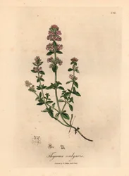 Pink Flowered Garden Thyme, from a Botanical Illustration by James Sowerby from William Woodville and Sir William Jackson Hooker