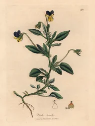 Purple and yellow pansy, Viola tricolor, from a botanical illustration by James Sowerby from William Woodville and Sir William Jackson Hooker