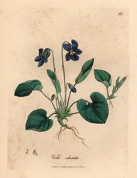 Purple Flowered Sweet Violet, Viola Odorata, from a Botanical Illustration by James Sowerby from William Woodville and Sir William Jackson Hooker