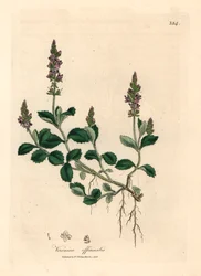 Purple flowered veronica, Veronica officinalis, from a botanical illustration by James Sowerby from William Woodville and Sir William Jackson Hooker