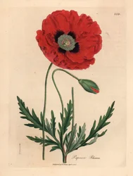 Red or corn poppy, Papaver rhoeas, from a botanical illustration by James Sowerby from William Woodville and Sir William Jackson Hooker