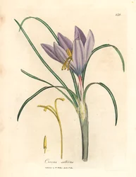 Saffron crocus, Crocus sativus, from a botanical illustration by James Sowerby from William Woodville and Sir William Jackson Hooker