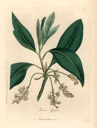 Sassafras Tree, Laurus Sassafras, from a Botanical Illustration by James Sowerby from William Woodville and Sir William Jackson Hooker