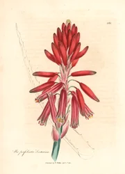Socotorine aloe, Aloe perfoliata socotorina, from a botanical illustration by James Sowerby from William Woodville and Sir William Jackson Hooker