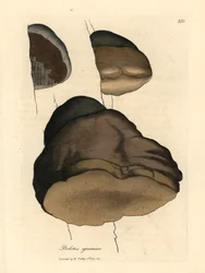 Touchwood boletus or agaric mushroom, Boletus igniarius, from a botanical illustration by James Sowerby from William Woodville and Sir William Jackson Hooker