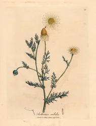 White and Yellow Flowered Camomile, from 