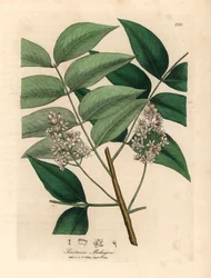 White blossomed mahogany tree, Swietenia mahogani, from a botanical illustration by James Sowerby from William Woodville and Sir William Jackson Hooker