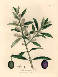 White flowered European olive tree with fruit, Olea europaea, from a botanical illustration by James Sowerby from William Woodville and Sir William Jackson Hooker