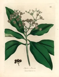White Flowered All-Spice Tree, Myrtus Pimenta, from a Botanical Illustration by James Sowerby from William Woodville and Sir William Jackson Hooker
