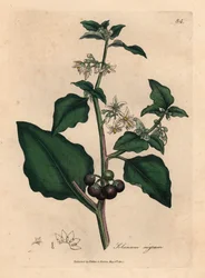 White-flowered, black-berried garden nightshade, Solanum nigrum, from a botanical illustration by James Sowerby from William Woodville and Sir William Jackson Hooker