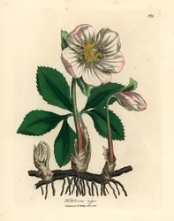 White-flowered black hellebore or Christmas rose, Helleborus niger, from a botanical illustration by James Sowerby from William Woodville and Sir William Jackson Hooker