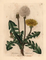 Yellow Flowered Common Dandelion, from 
