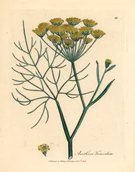 Yellow Flowered Fennel, from 