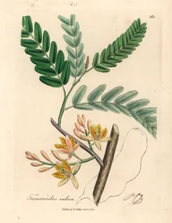 Yellow flowered tamarind tree, Tamarindus indica, from a botanical illustration by James Sowerby from William Woodville and Sir William Jackson Hooker