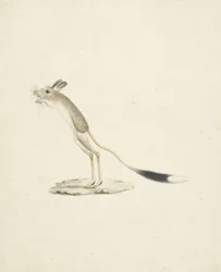 Jerboa No. 4