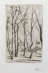 The Dam Wood