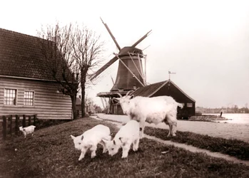 Goats, Laandam, Netherlands