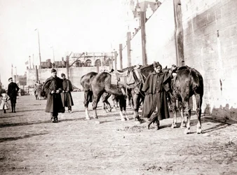 Horseriders, Antwerp