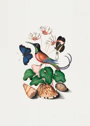 Hummingbird