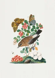 Northern Wheatear