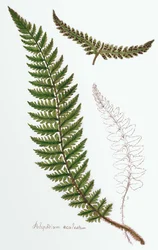 Polipodium aculeatum, now Polystichum achuleatum, a common fern of damp woods throughout the British Isles, from Filices Brittanicae; an History of the British Proper Ferns